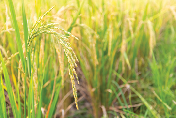 300HA Irrigated Cropping Land, Morundah NSW